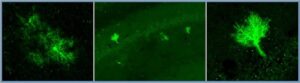 Genomics image long large